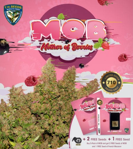 T.h.seeds - Mob-710-Promo-Advert
