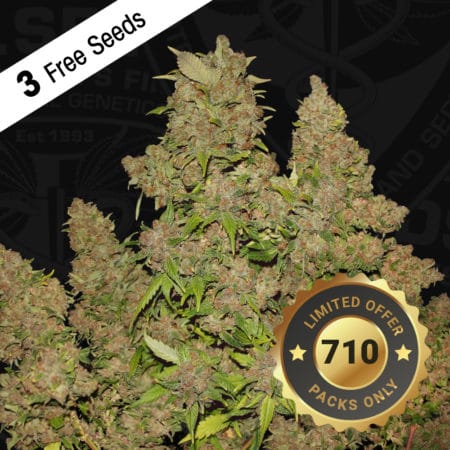 T.h.seeds - Mob-710-Special-Product3