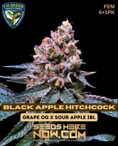 Th Black Apple Hitchcock