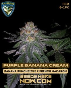 Purple Banana Cream Bonus Pack (feminized) - T.h. Seeds