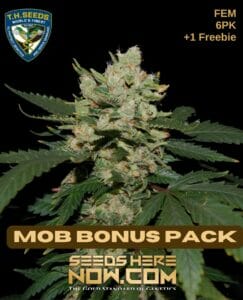 Mob bonus pack (feminized) - t. H. Seeds