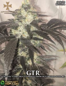 Gtr F3 (regular) - Aficionado Seeds