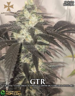 Aficionado Seeds - GTR F3 {REG} [10pk]aficionado-gtr