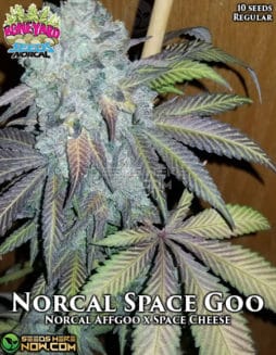 Boneyard Seeds - NorCal Space Goo {REG} [10pk]Boneyard-seeds-norcal-space-goo