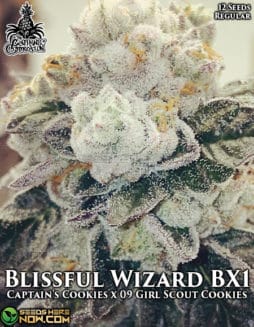 The Captain's Connection - Blissful Wizard Bx1 (B-Wiz Bx1) {REG} [12PK]captains-connection-blissful-wizard-bx1