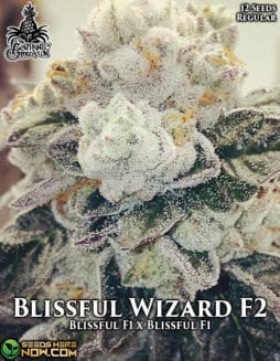 The Captain's Connection - Blissful Wizard F2 {REG} [12PK]captains-connection-blissful-wizard-f2
