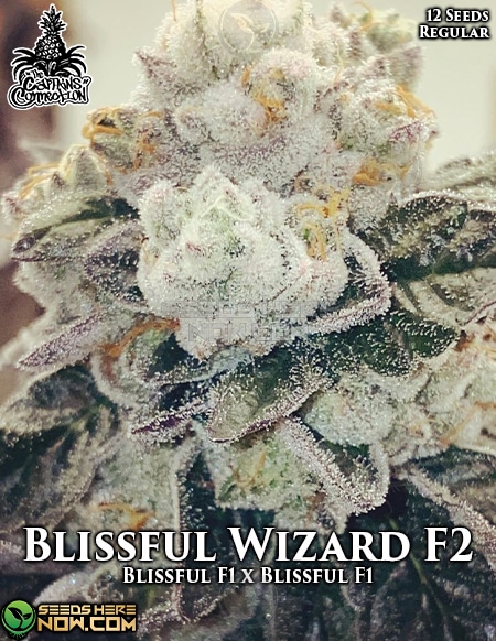 Captains-Connection-Blissful-Wizard-F2