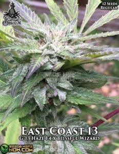 East Coast 13 (regular) - the Captain's Connection