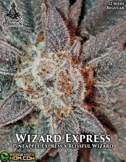 The Captain's Connection - Wizard Express {REG} [12pk]captains-connection-wizard-express