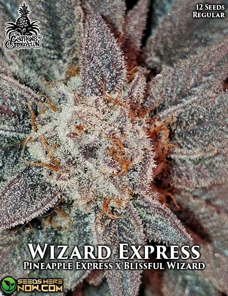 Captains-connection-wizard-express