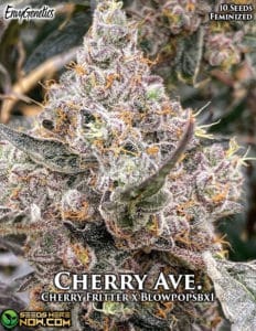 Cherry ave. (feminized) - envy genetics