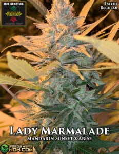Lady Marmalade (Regular) - Irie Genetics