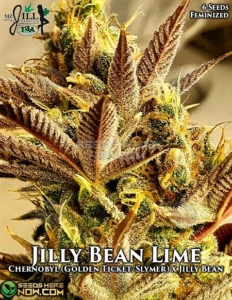 Jilly Bean Lime (feminized) - Mz Jill Genetics