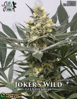 Mz Jill Genetics - Joker's Wild {FEM} [6pk]mz-jill-genetics-jokers-wild-fem