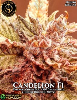 Prana Medical Seeds - Candelion F1 {REG} [10pk]Prana-candelion-f1