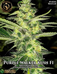 Purple Walker Kush (regular) - Prana Medical Seeds