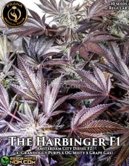 Prana Medical Seeds - The Harbinger F1 {REG} [10pk]Prana-the-harbinger-f1