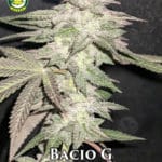 Bacio G (Regular) - Seattle Chronic Seeds