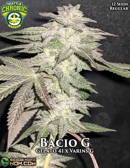 Seattle-chronic-seeds-bacio-g