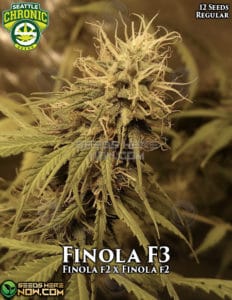 Finola F3 (Regular) - Seattle Chronic Seeds