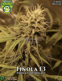 Seattle Chronic Seeds - Finola F3 {REG} [12pk]  (CBD)seattle-chronic-seeds-finola-f3