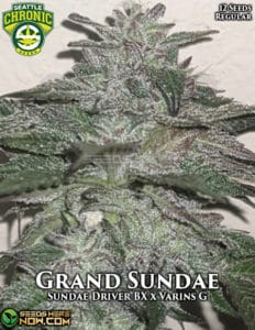 Grand Sundae (Regular) - Seattle Chronic Seeds