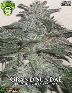 Seattle Chronic Seeds - Grand Sundae {REG} [12pk]seattle-chronic-seeds-grand-sundae
