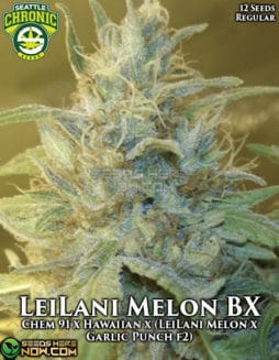 Seattle Chronic Seeds - LeiLani Melon BX {REG} [12pk]seattle-chronic-seeds-leilani-melon-bx