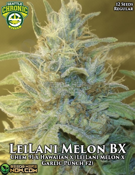 Seattle-Chronic-Seeds-Leilani-Melon-Bx
