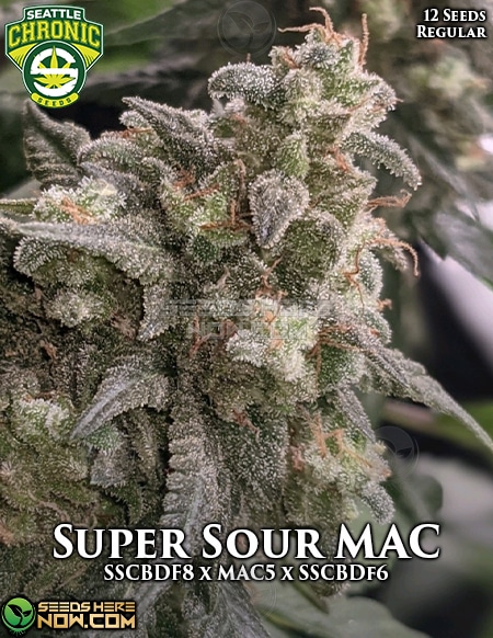 Seattle-Chronic-Seeds-Super-Sour-Mac