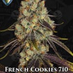 French Cookies 710 Bonus Pack (Feminized) - T.H. Seeds