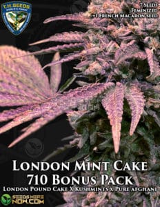 London mint cake bonus pack (feminized) - t. H. Seeds