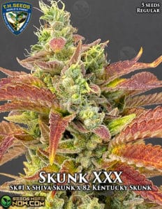 Skunk xxx (regular) - t. H. Seeds