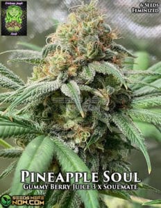 Pineapple Soul (feminized) - Trichome Jungle