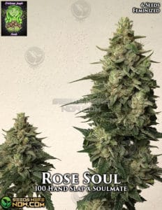 Rose Soul (feminized) - Trichome Jungle