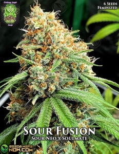 Sour Fusion (feminized) - Trichome Jungle