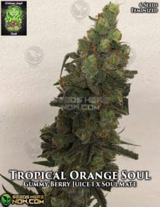 Tropical Orange Soul (feminized) - Trichome Jungle