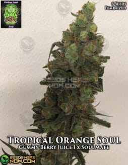 Trichome Jungle - Tropical Orange Soul {FEM} [6pk]trichome-jungle-tropical-orange-soul-fem