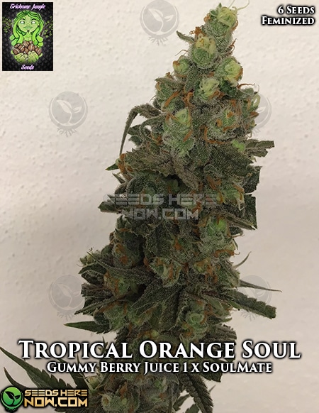 Trichome-Jungle-Tropical-Orange-Soul-Fem