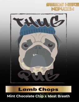 Lamb Chops (Regular) (space) Thug Pug Genetics