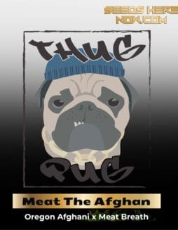 Meat The Afghan (Regular) (space) Thug Pug Genetics