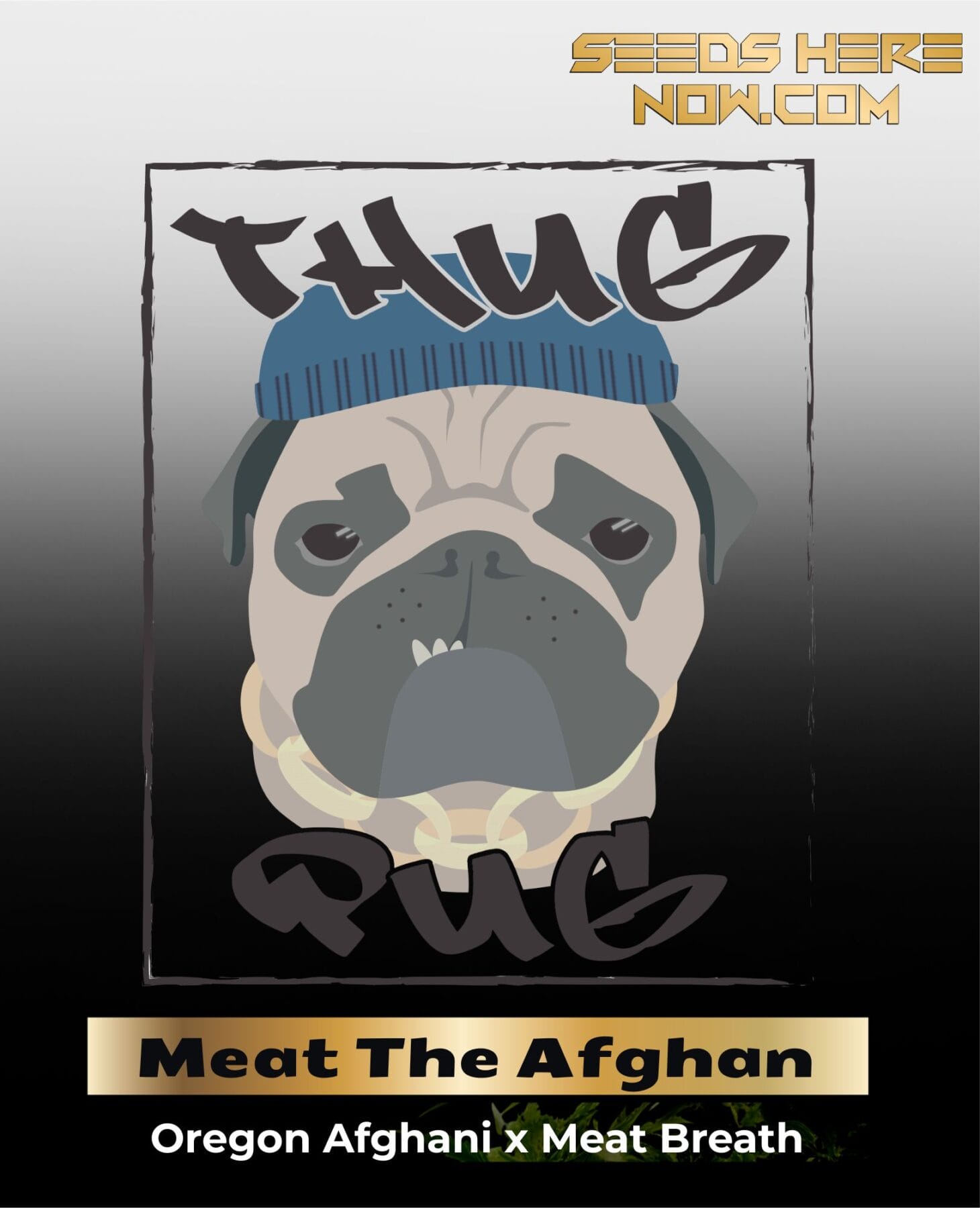 Meat The Afghan (Regular) - Thug Pug Genetics