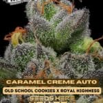 Caramel Creme (Autoflower) - Humboldt Seed Company