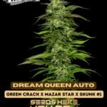 Dream Queen (Autoflower) - Humboldt Seed Company