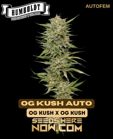 Humboldt Seed Company - Og Kush Auto {autofem}