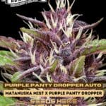 Purple Panty Dropper (Autoflower) - Humboldt Seed Company
