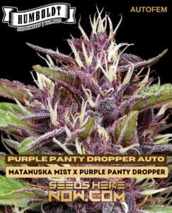 Purple panty dropper auto (autoflower) - humboldt seed company