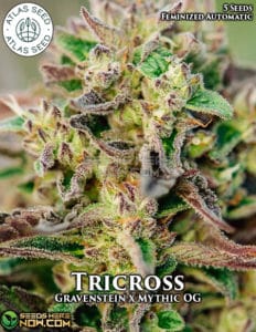 Tricross (Autoflower) - Atlas Seeds