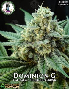 Dominion G (Regular) (space) Dominion Seed Company