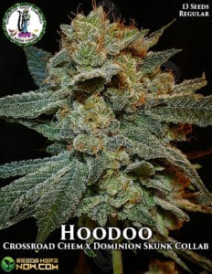 Hoodoo (Regular) (space) Dominion Seed Company